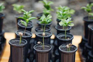 Starbucks llega a 100 millones de árboles de café donados a agricultores