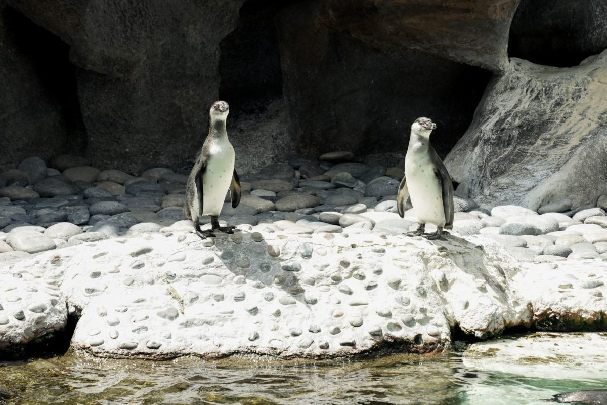 Zoológico La Aurora da la bienvenida a dos nuevos integrantes del recinto de pingüinos