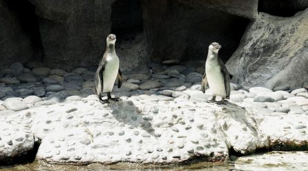 Zoológico La Aurora da la bienvenida a dos nuevos integrantes del recinto de pingüinos