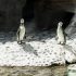 Zoológico La Aurora